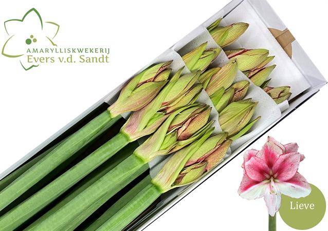 Срезанные цветы оптом Hippeastrum lieve от 12шт из Голландии с доставкой по России