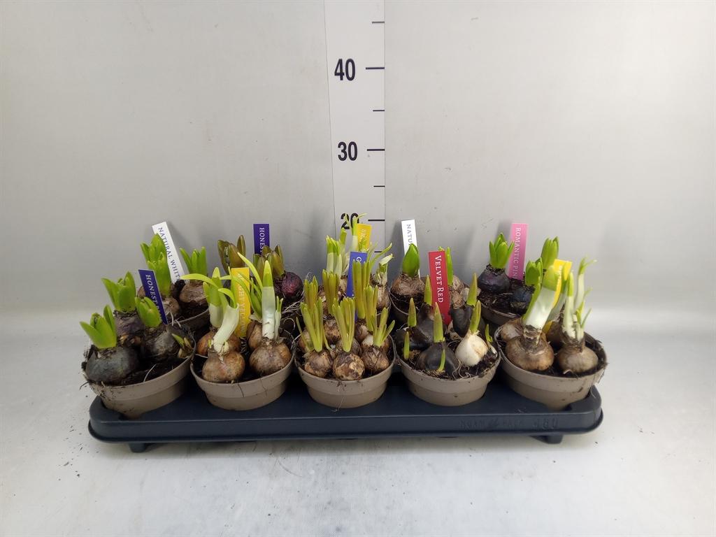 Горшечные цветы и растения оптом Bolbloemen ...mix от 10шт из Голландии с доставкой по России Горшечные цветы и растения оптом Bolbloemen ...mix от 10шт из Голландии с доставкой по России