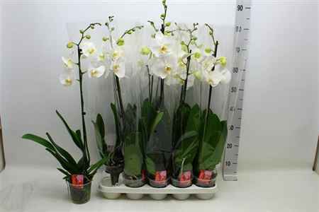 Горшечные цветы и растения оптом Phal F Pure Silk 1 Branche 8+ от 10шт из Голландии с доставкой по России