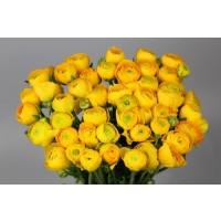 Срезанные цветы оптом Ranunculus elegance yellow от 100шт из Голландии с доставкой по России