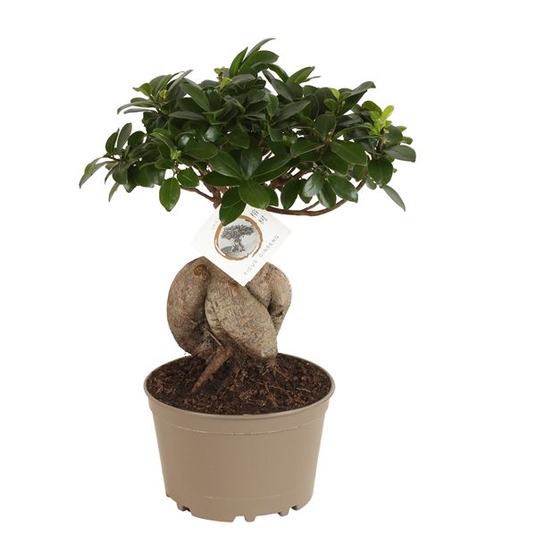 Горшечные цветы и растения оптом Ficus Ginseng In Plastic Pot от 3шт из Голландии с доставкой по России