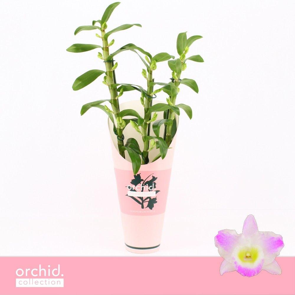 Горшечные цветы и растения оптом Dendr Nob 3st Pandora Orchid Collect от 6шт из Голландии с доставкой по России