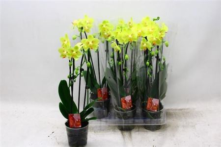 Горшечные цветы и растения оптом Phal El Cascade 2 Branches 16+ от 6шт из Голландии с доставкой по России