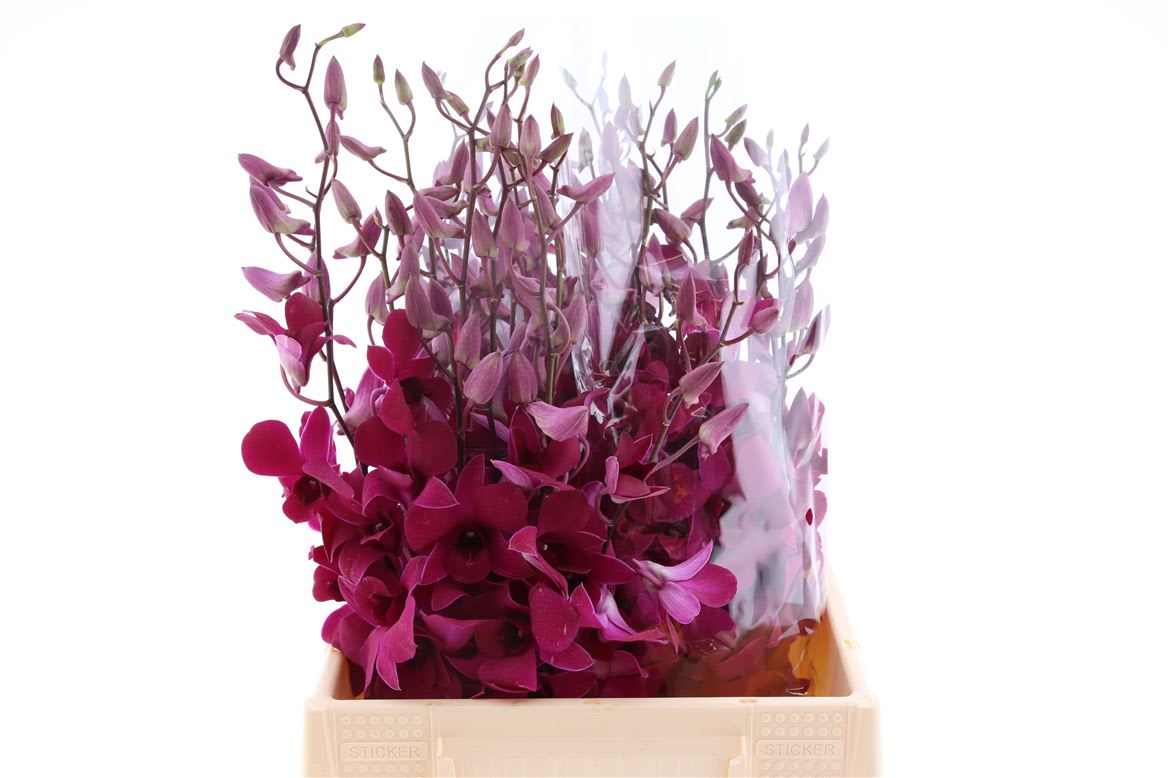 Срезанные цветы оптом Dendrobium tsk от 50шт из Голландии с доставкой по России