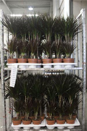 Горшечные цветы и растения оптом Dra Marg Magenta 30-15 Cm от 6шт из Голландии с доставкой по России