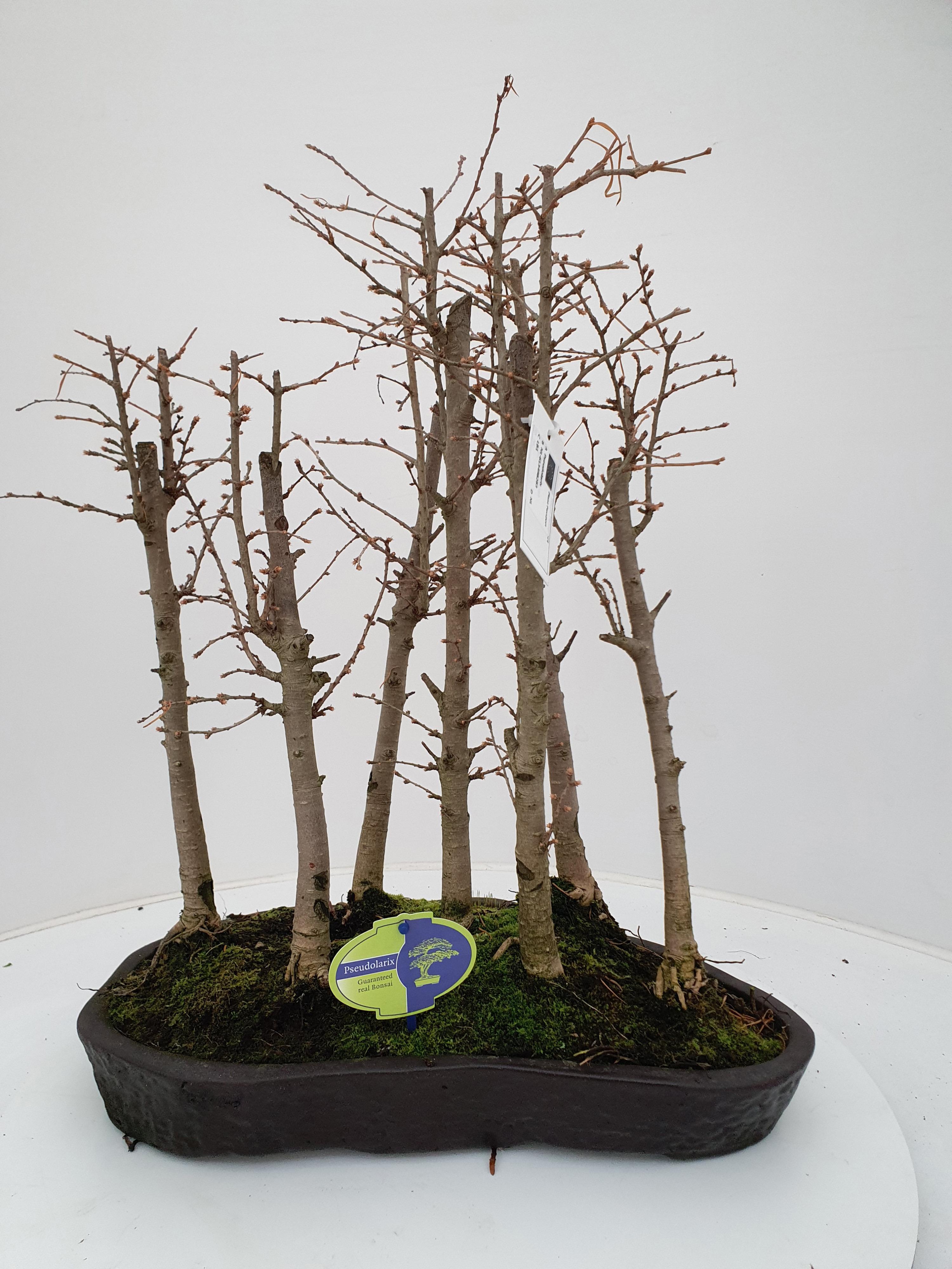 Горшечные цветы и растения оптом Pseudolarix Group, 7 Stem от 1шт из Голландии с доставкой по России