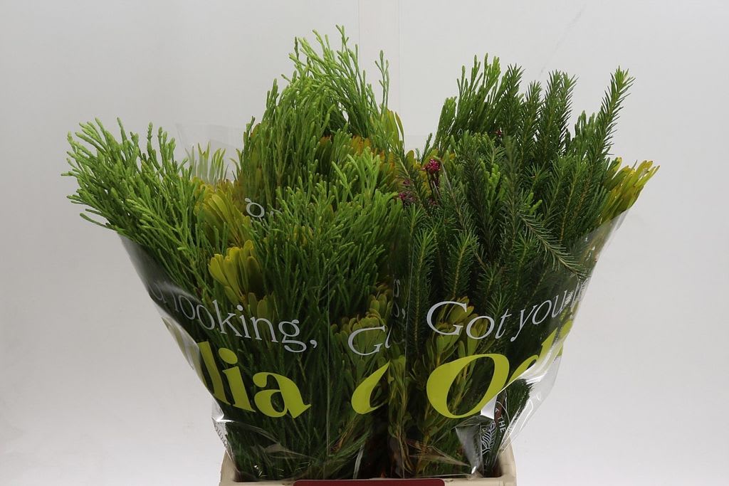 Срезанные цветы оптом Exoten safari bq от 4шт из Голландии с доставкой по России