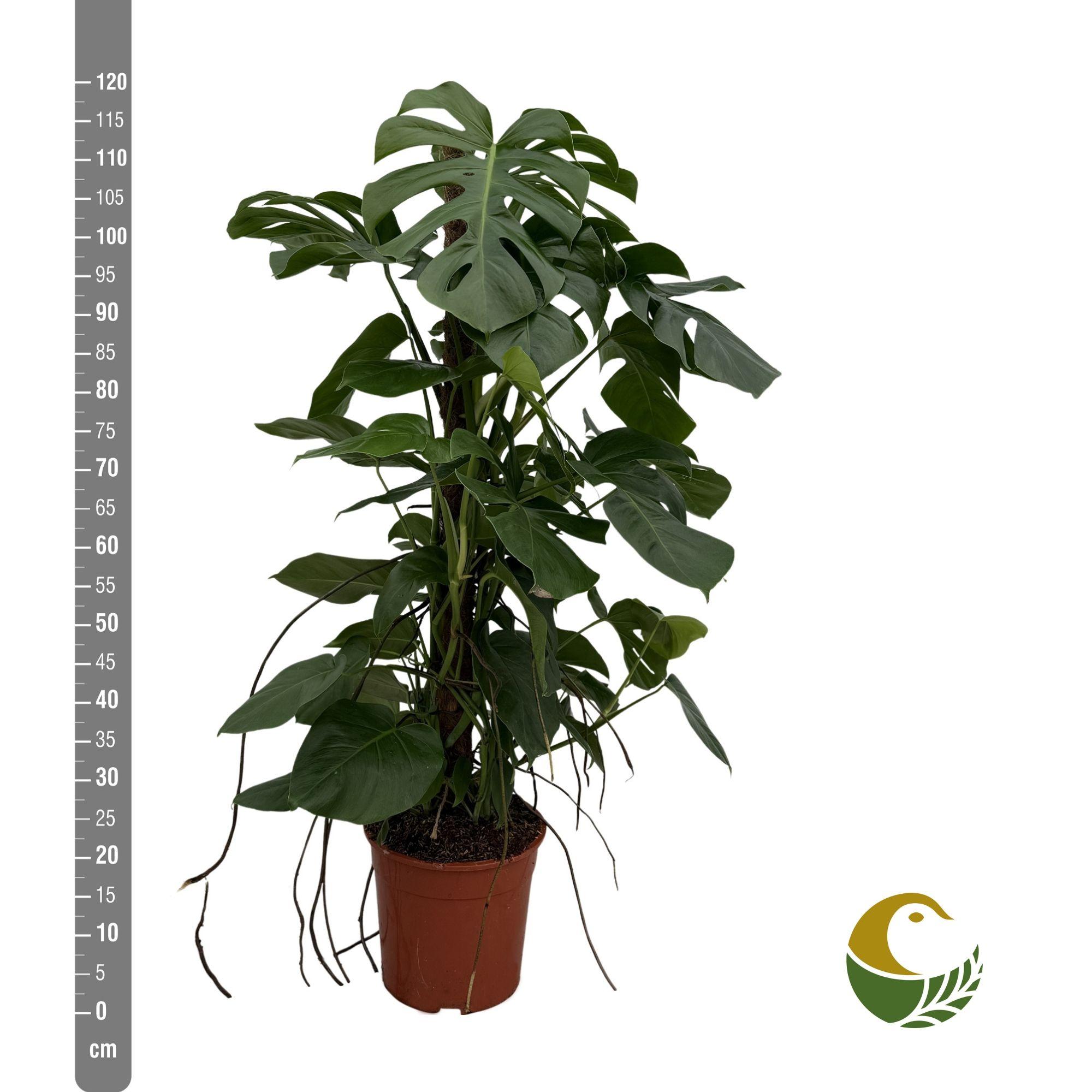 Горшечные цветы и растения оптом Monstera Pertusum от 1шт из Голландии с доставкой по России