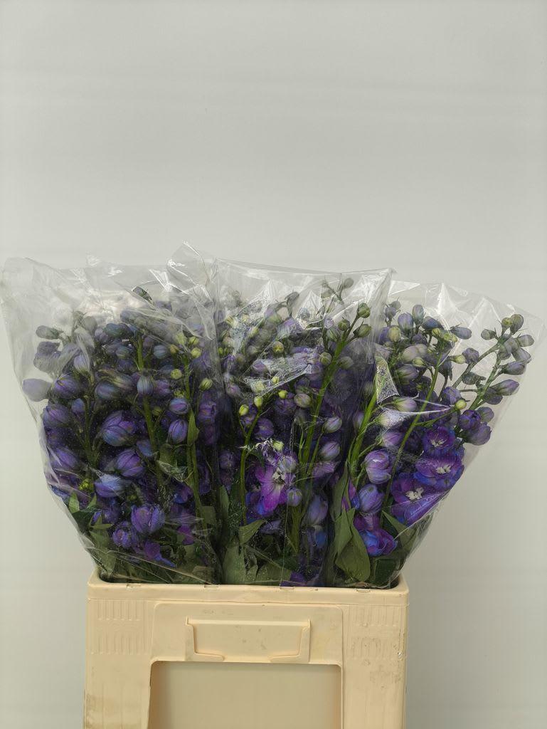 Срезанные цветы оптом Delphinium el guardian blue от 50шт из Голландии с доставкой по России