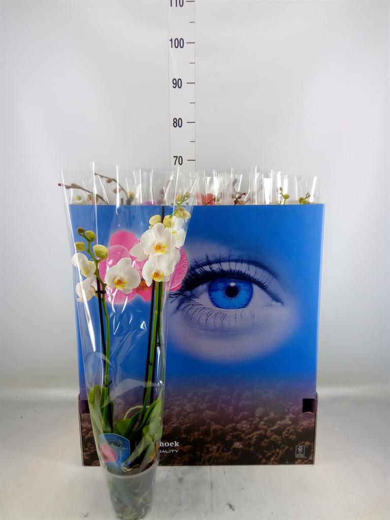 Горшечные цветы и растения оптом Phalaenopsis   ...mix  6 от 12шт из Голландии с доставкой по России