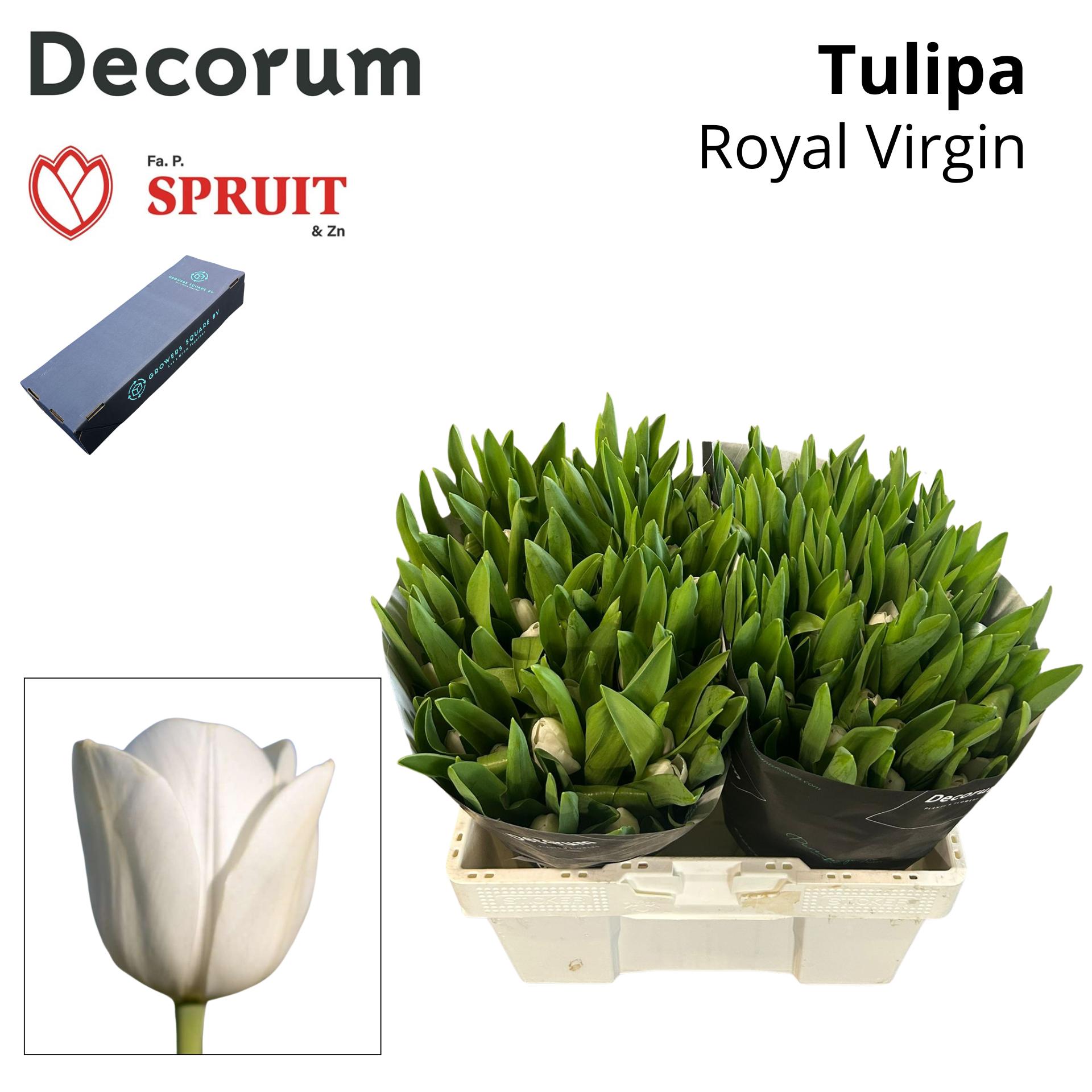 Срезанные цветы оптом Tulipa si royal virgin от 50шт из Голландии с доставкой по России