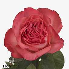 Срезанные цветы оптом Rosa la coral reeva от 12шт из Голландии с доставкой по России