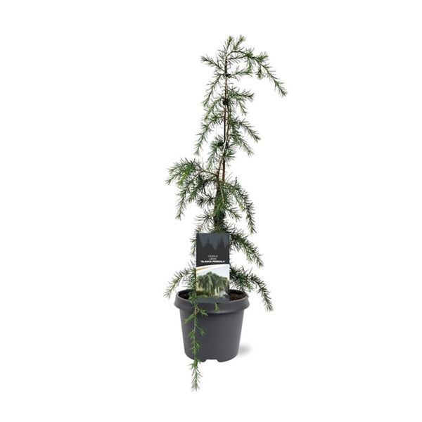 Горшечные цветы и растения оптом Cedrus Lib Glauca Pendula от 1шт из Голландии с доставкой по России