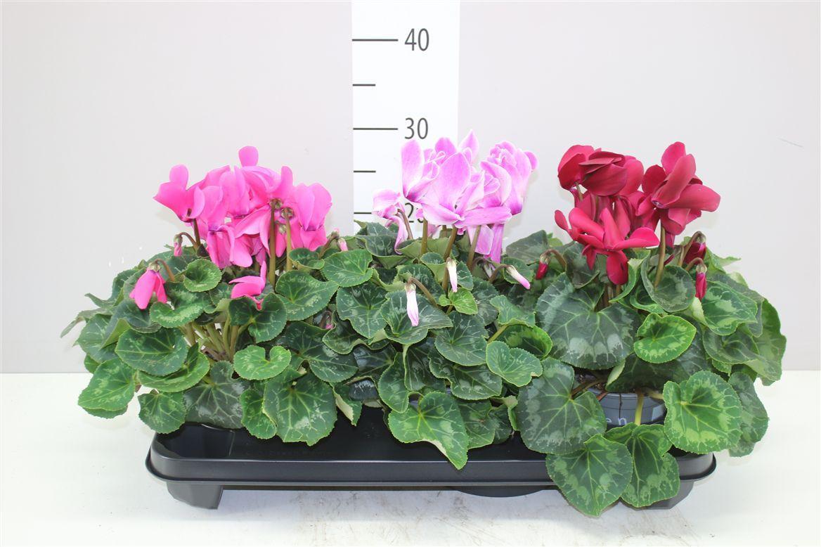 Горшечные цветы и растения оптом Cyclamen Gr S S Xl Gemengd от 3шт (для телеги) из Голландии с доставкой по России