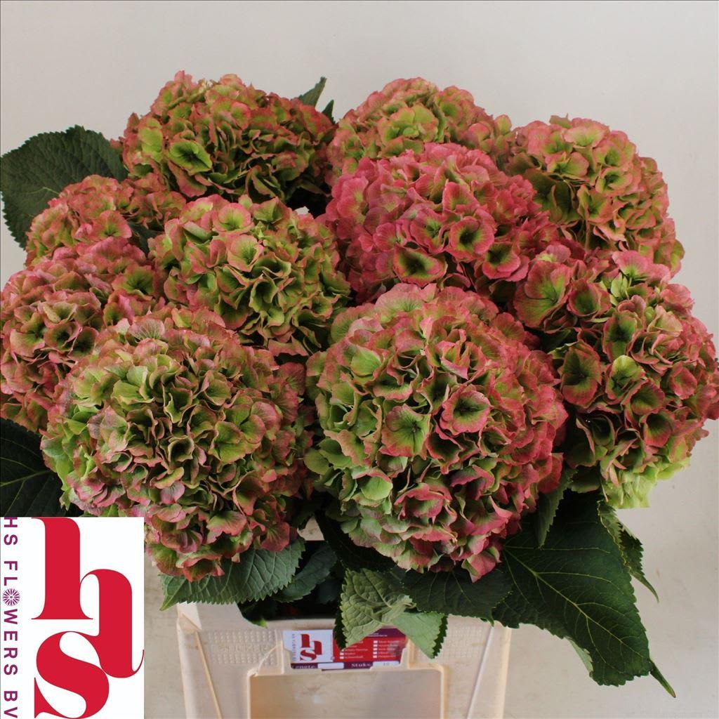 Срезанные цветы оптом Hydrangea white verena classic от 10шт из Голландии с доставкой по России