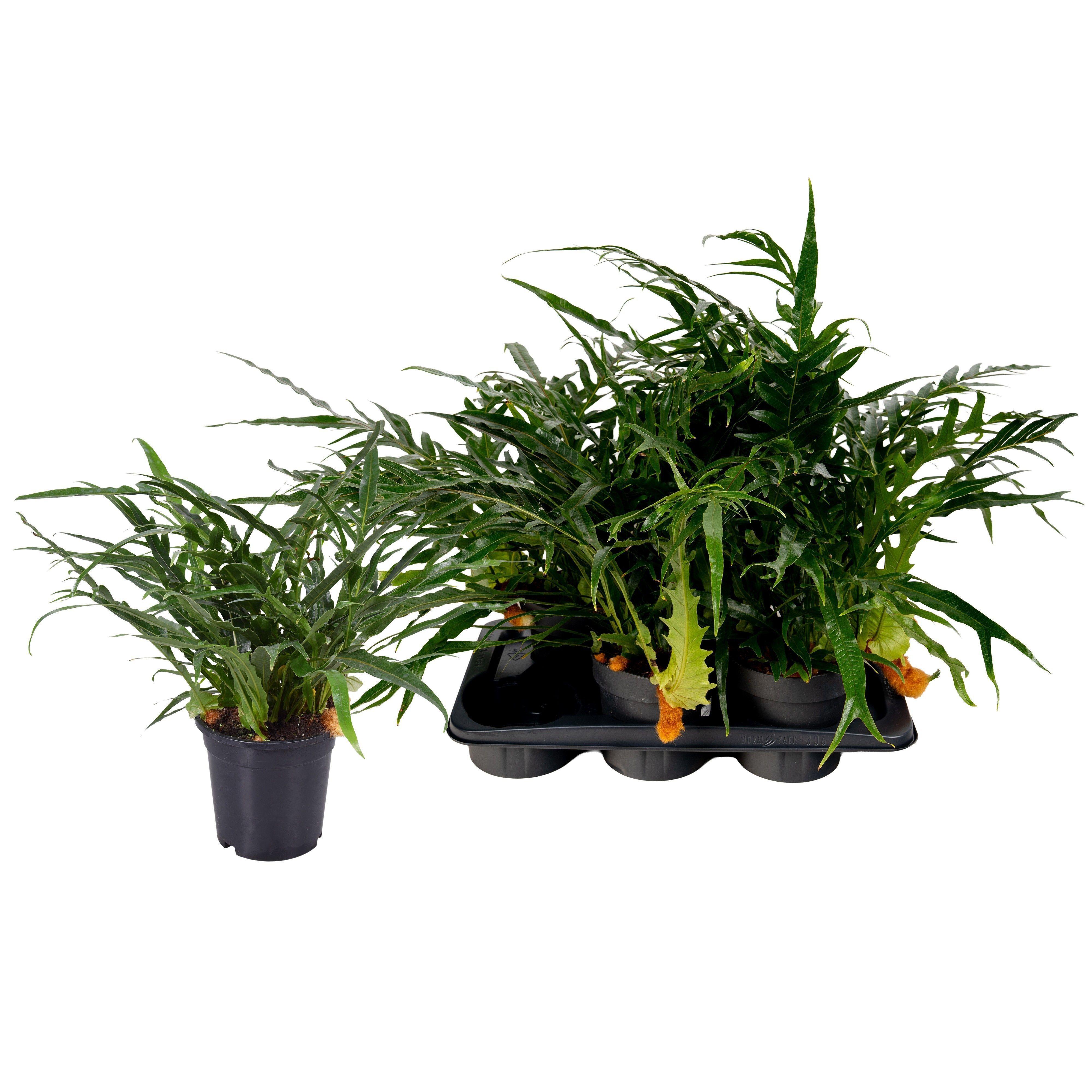 Горшечные цветы и растения оптом Aglaomorpha Coronans от 6шт из Голландии с доставкой по России