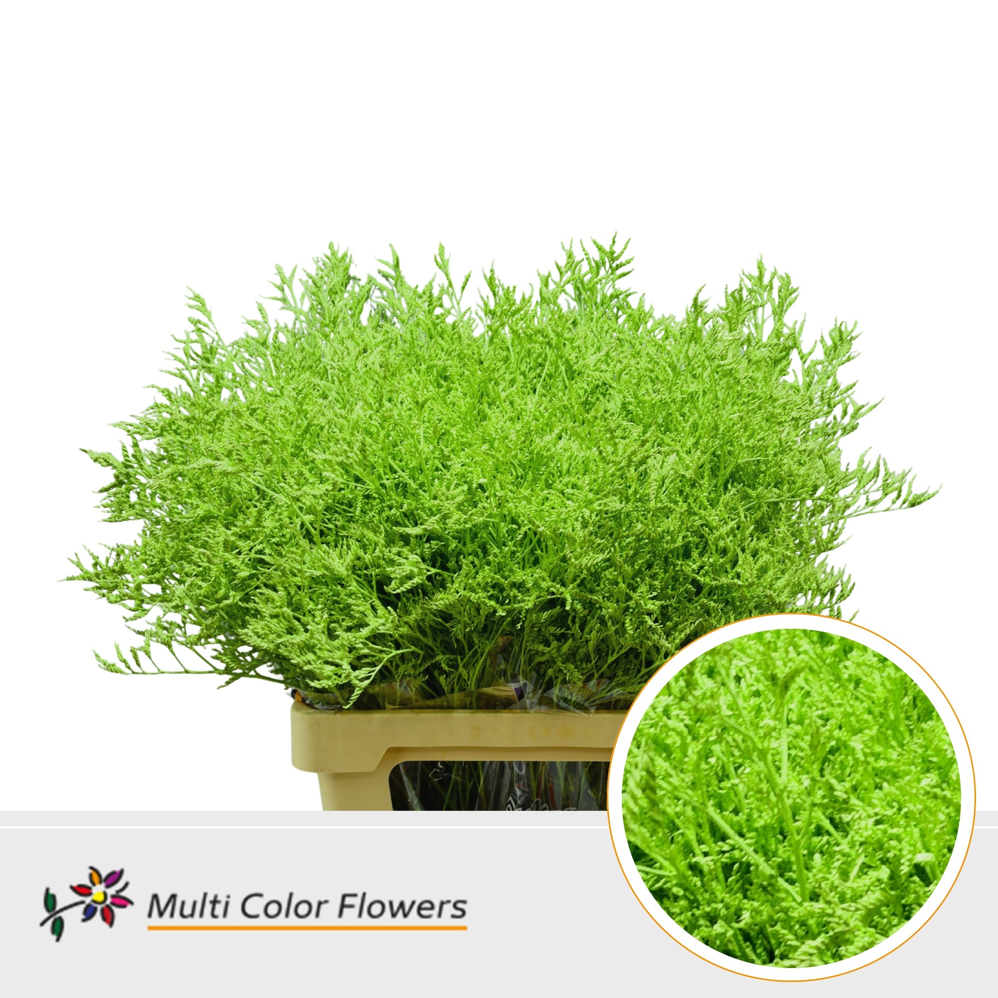 Срезанные цветы оптом Limonium paint applegreen от 50шт.. из Голландии с доставкой по России