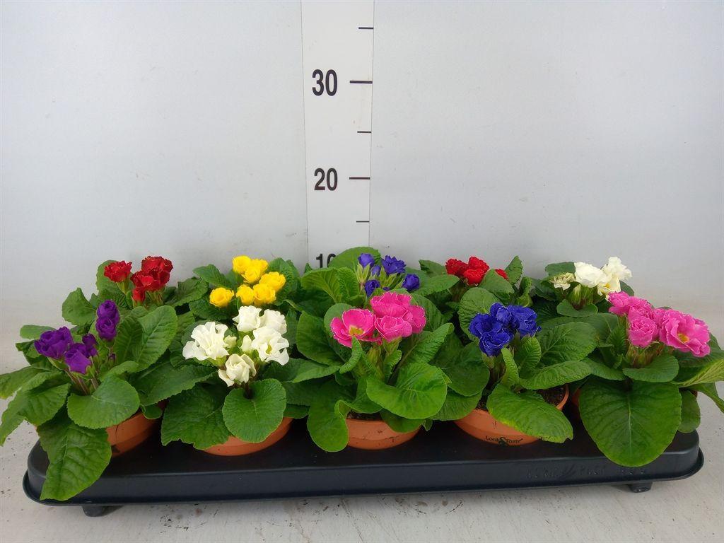 Горшечные цветы и растения оптом Primula Ac.   ...mix от 10шт из Голландии с доставкой по России