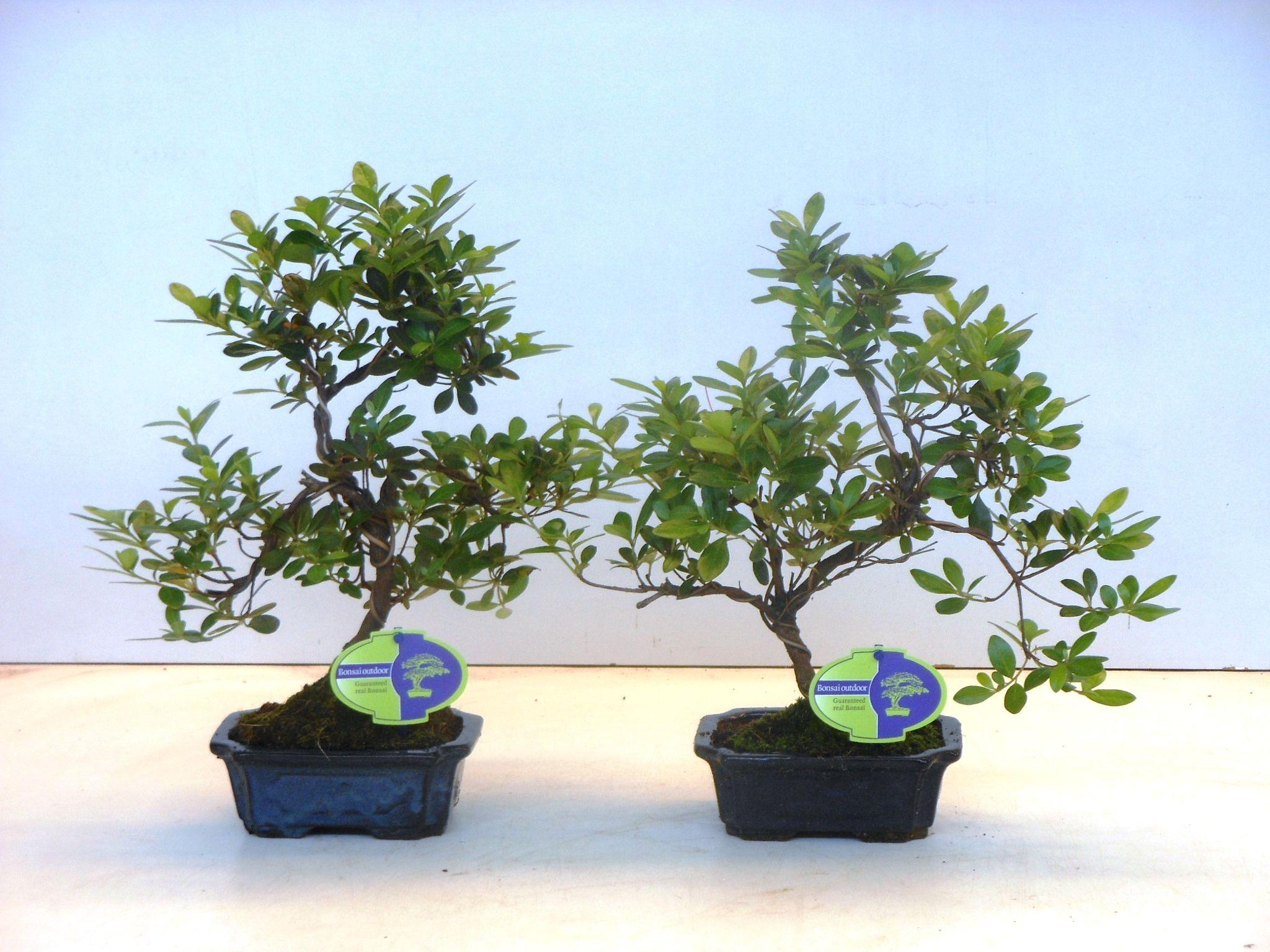 Горшечные цветы и растения оптом Bonsai Rhododendron Indicum,  Shape Without D от 8шт из Голландии с доставкой по России