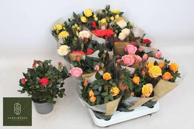 Горшечные цветы и растения оптом Ro Kordan Grande Gem от 15шт из Голландии с доставкой по России