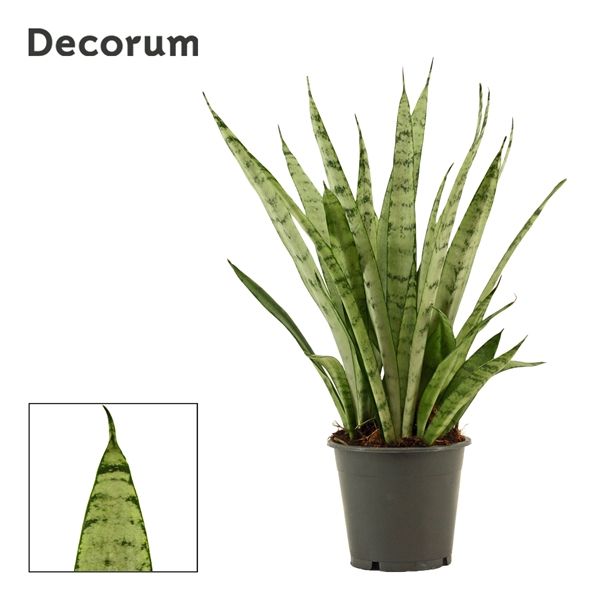 Горшечные цветы и растения оптом Sansevieria Silver Princess (decorum) от 10шт из Голландии с доставкой по России