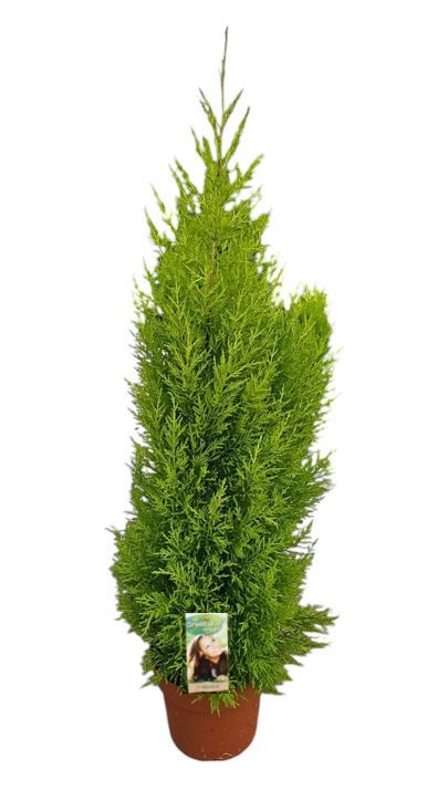 Горшечные цветы и растения оптом Cupressus Goldcrest Wilma от 1шт из Голландии с доставкой по России
