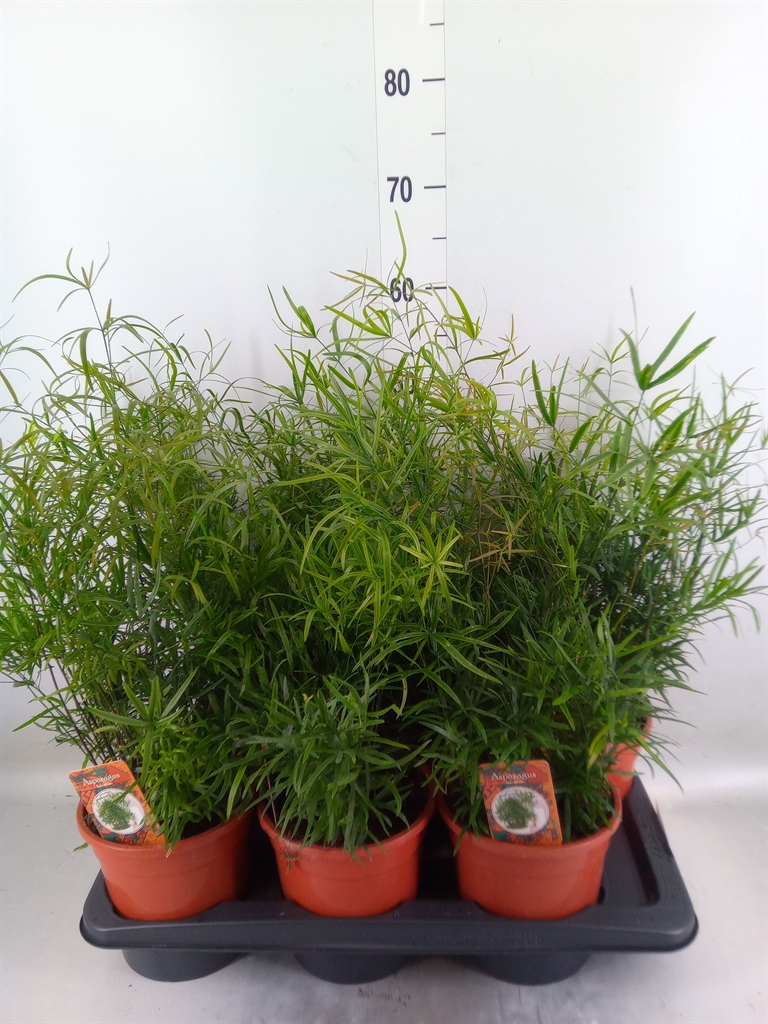 Горшечные цветы и растения оптом Asparagus Falcatus от 6шт из Голландии с доставкой по России