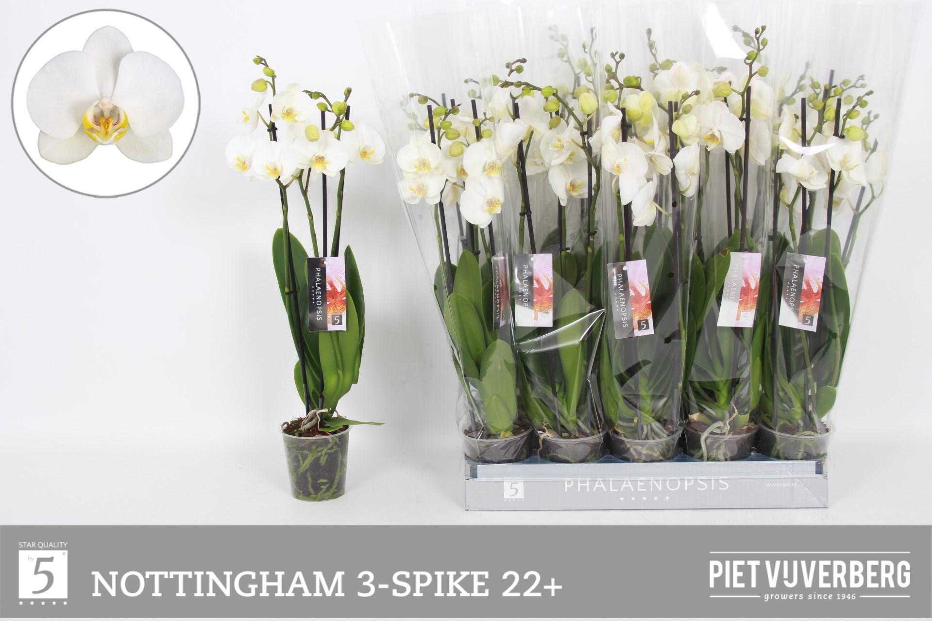 Горшечные цветы и растения оптом Phal An Nottingham от 10шт из Голландии с доставкой по России