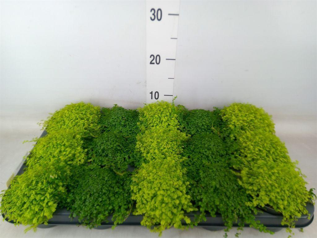 Горшечные цветы и растения оптом Soleirolia Soleirolii   ...mix 2 от 15шт (для телеги) из Голландии с доставкой по России