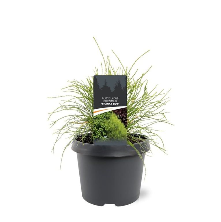 Горшечные цветы и растения оптом Platycladus Or Franky Boy от 1шт из Голландии с доставкой по России