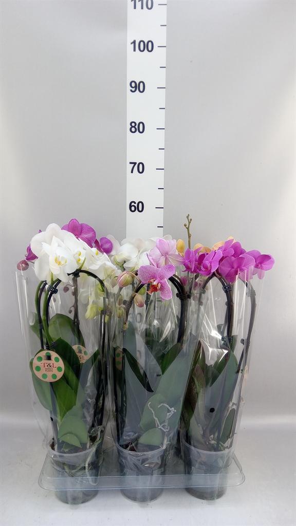 Горшечные цветы и растения оптом Phalaenopsis elegant Cascade A от 6шт из Голландии с доставкой по России