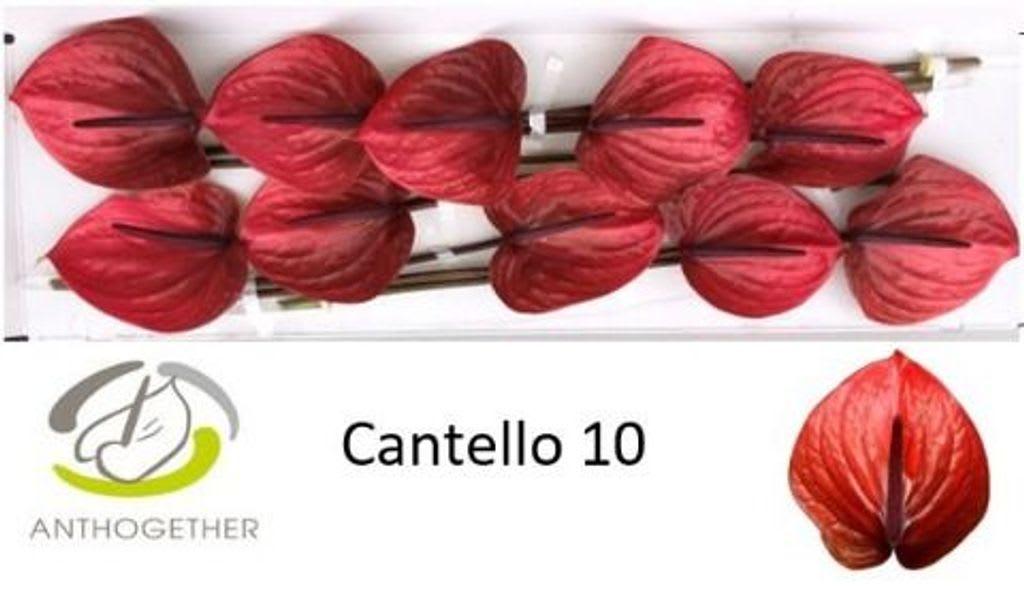 Срезанные цветы оптом Anthurium cantello от 12шт. из Голландии с доставкой по России