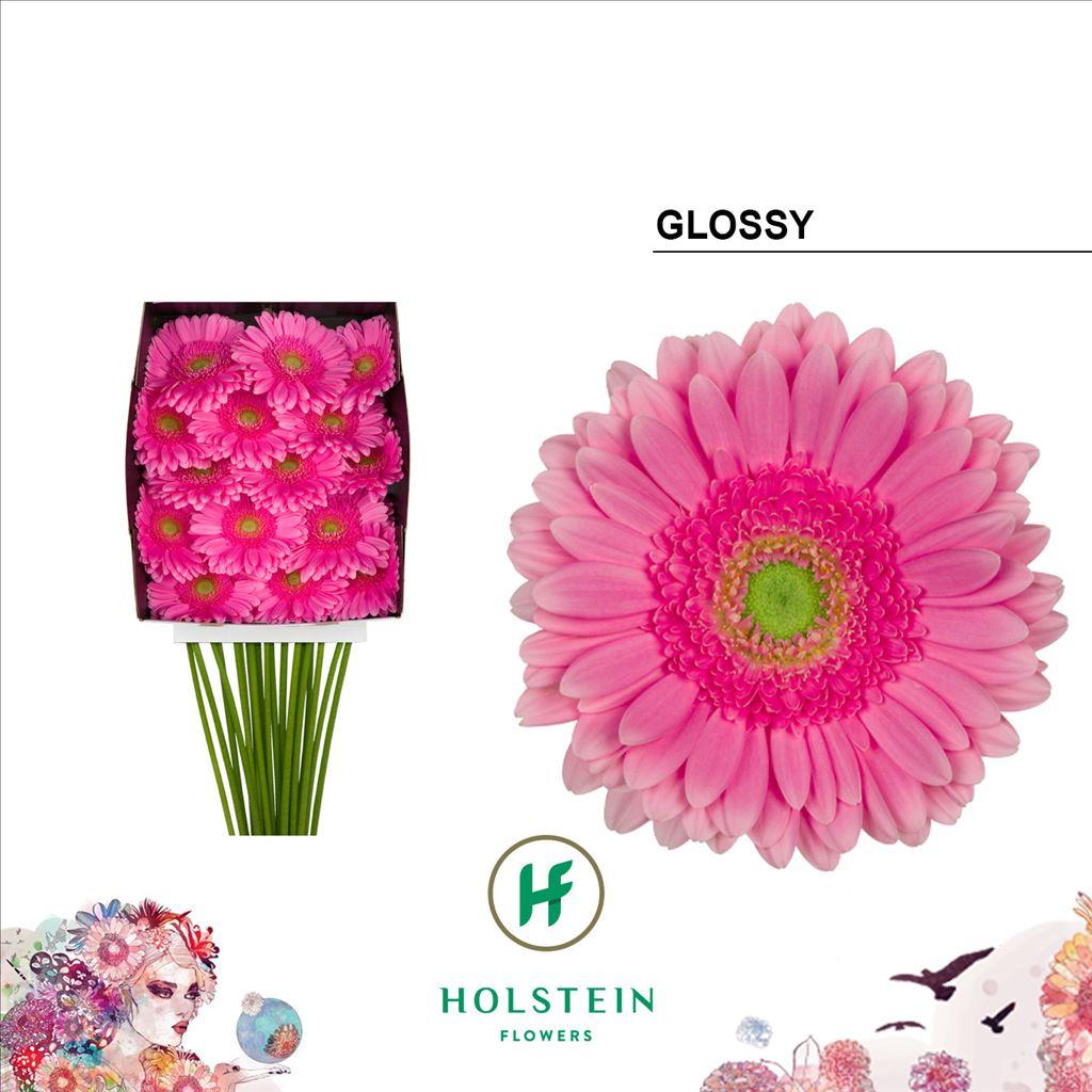Срезанные цветы оптом Gerbera diamond glossy от 15шт из Голландии с доставкой по России