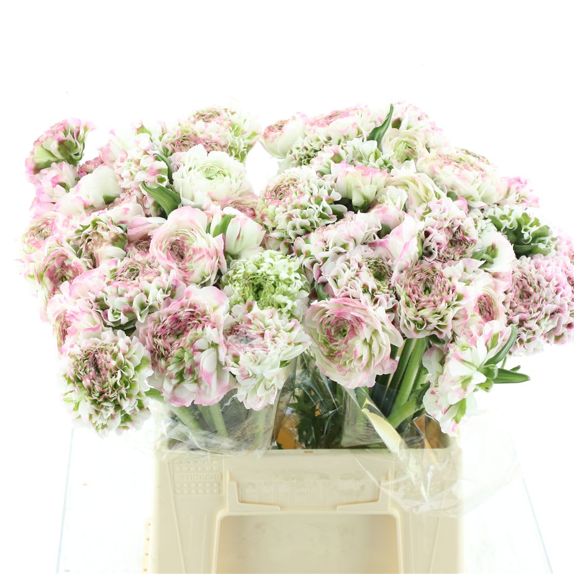 Срезанные цветы оптом Ranunculus pon pon white pink от 60шт. из Голландии с доставкой по России