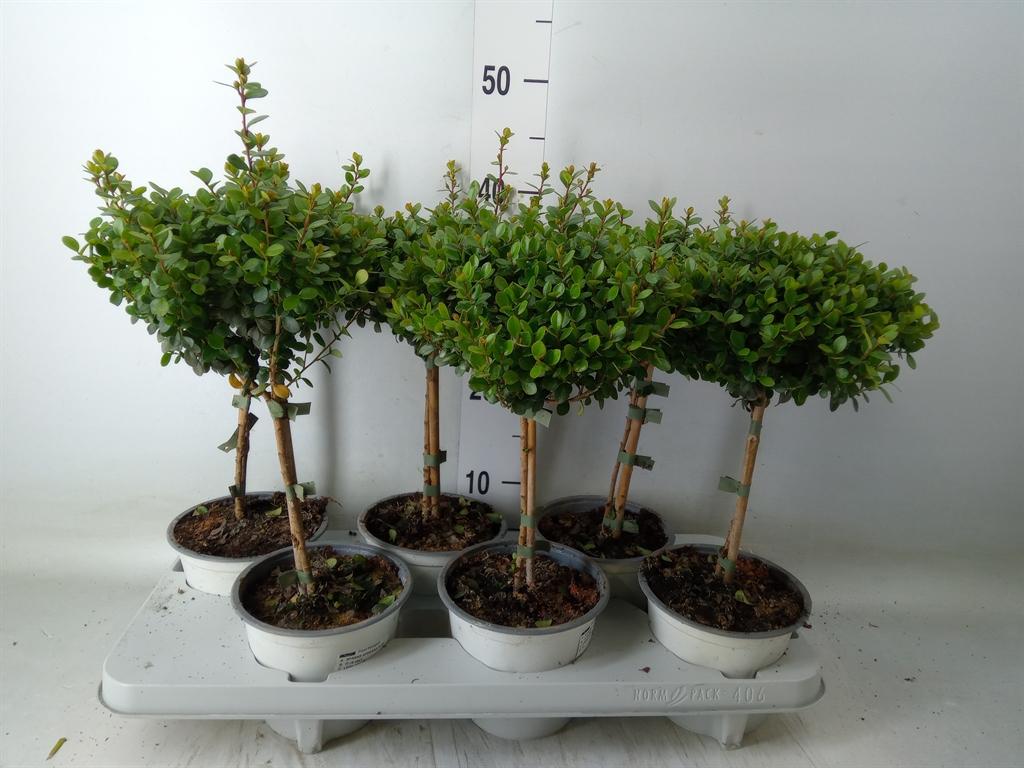 Горшечные цветы и растения оптом Myrsine Africana от 6шт из Голландии с доставкой по России