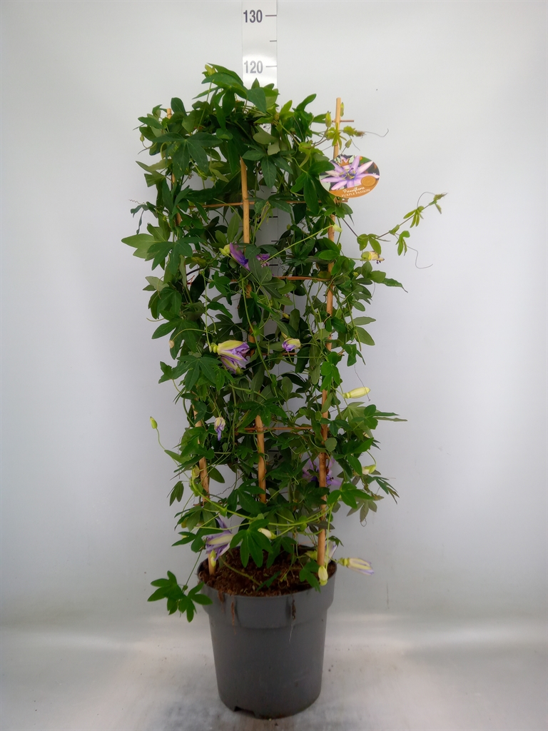 Горшечные цветы и растения оптом Passiflora Caerul. от 1шт из Голландии с доставкой по России