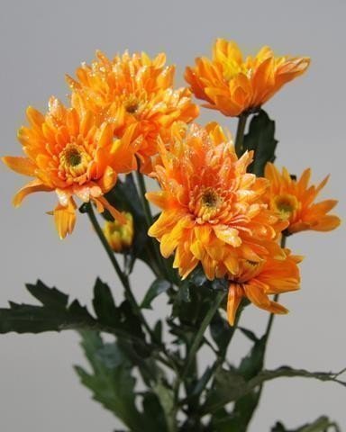 Срезанные цветы оптом Chrys sp paint euro orange + glitter от 60шт из Голландии с доставкой по России