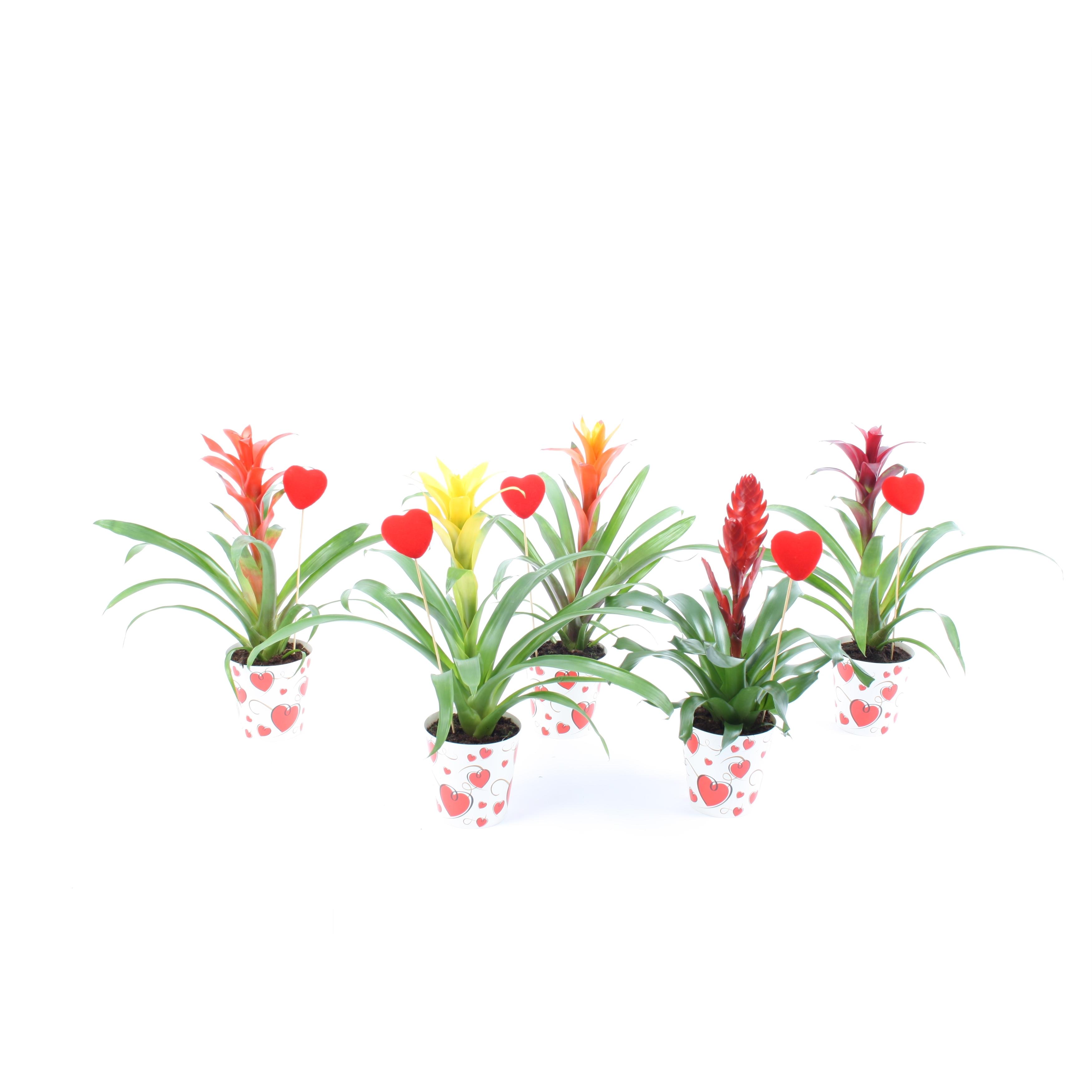 Горшечные цветы и растения оптом Bromelia Mix True Love Hart Cover + Steker от 6шт из Голландии с доставкой по России