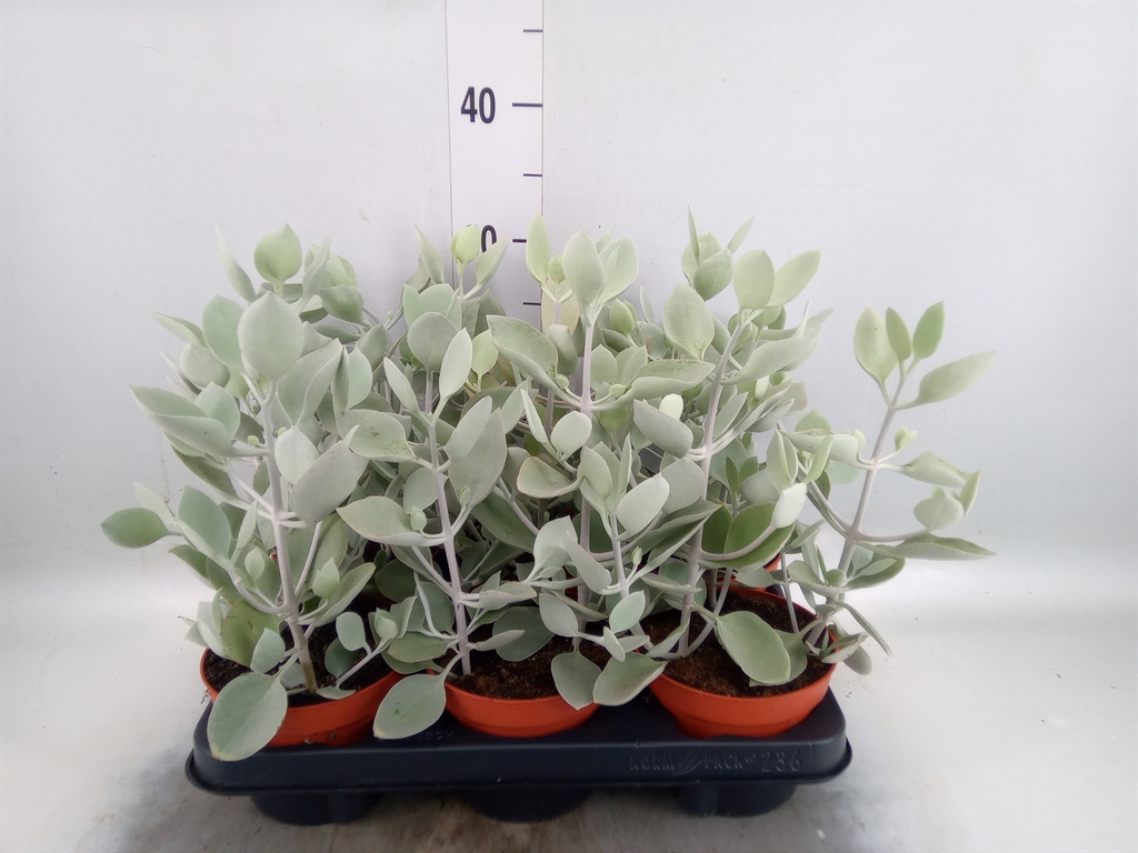 Горшечные цветы и растения оптом Kalanchoe Nf   ... от 6шт из Голландии с доставкой по России