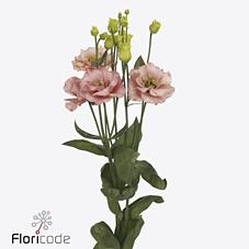 Срезанные цветы оптом Lisianthus do sabrina orange от 40шт.. из Голландии с доставкой по России