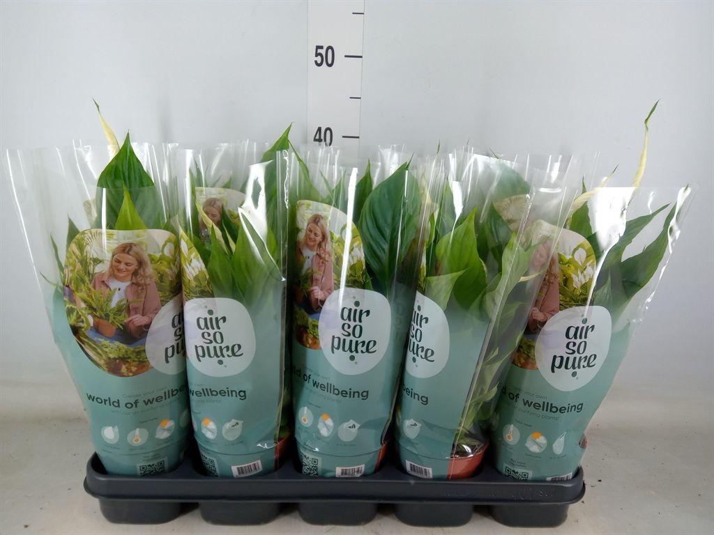 Горшечные цветы и растения оптом Spath Torelli 5+ от 10шт из Голландии с доставкой по России