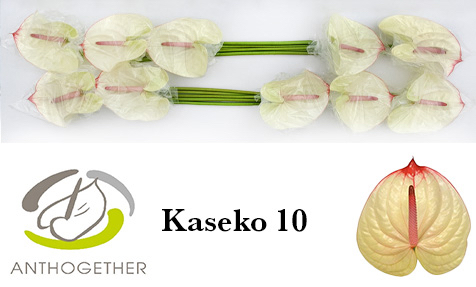Срезанные цветы оптом Anthurium kaseko от 12шт. из Голландии с доставкой по России