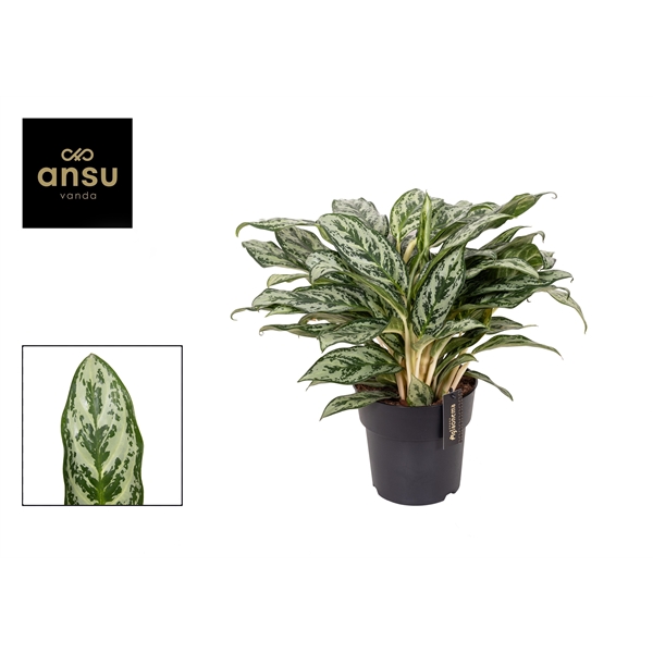 Горшечные цветы и растения оптом Aglaonema Laurel Green от 3шт из Голландии с доставкой по России