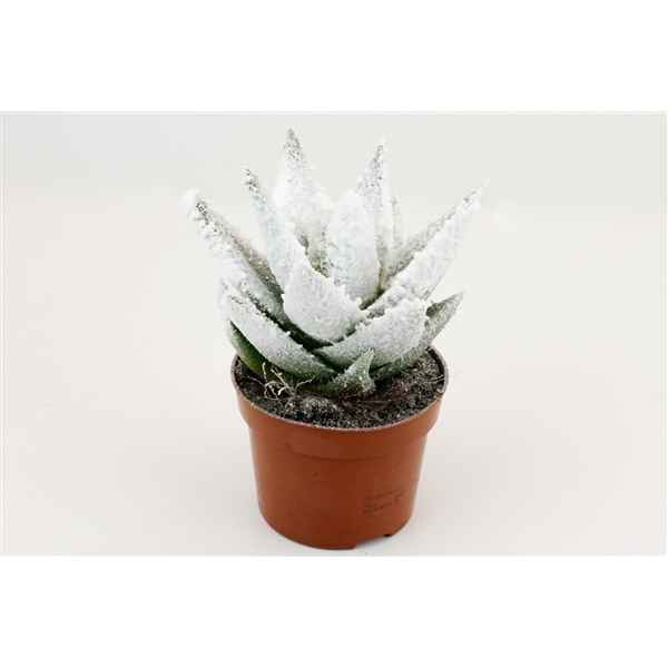 Горшечные цветы и растения оптом Aloe Frosty от 6шт из Голландии с доставкой по России