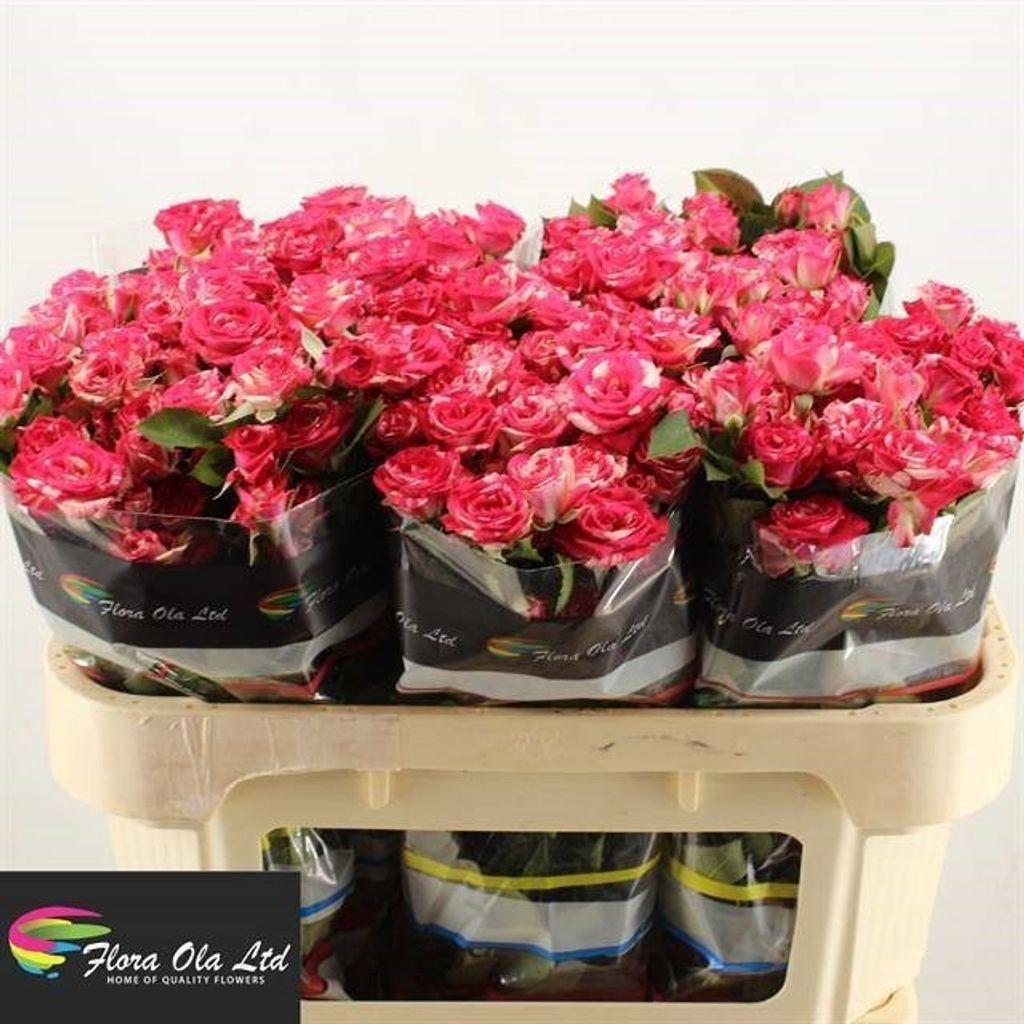 Срезанные цветы оптом Rosa spray fireworks от 60шт из Голландии с доставкой по России