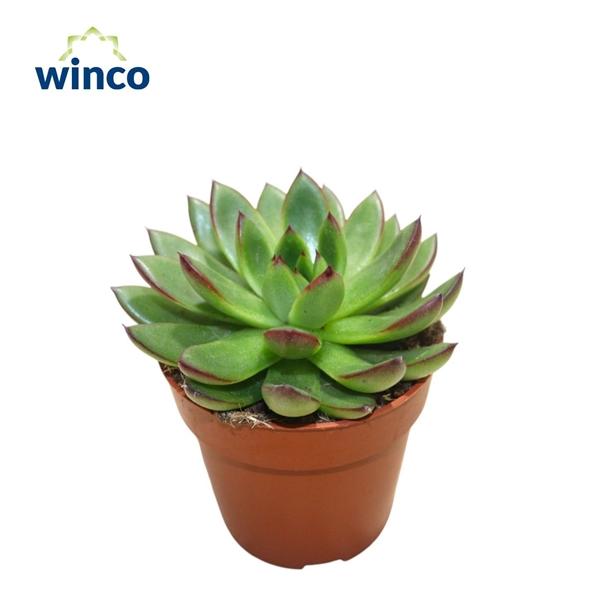 Горшечные цветы и растения оптом Echeveria Agavoides Belga от 18шт (для телеги) из Голландии с доставкой по России