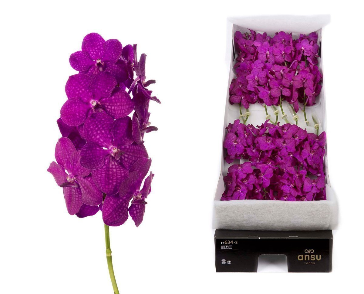 Срезанные цветы оптом Vanda nitaya raspberry cerise per stem от 20шт из Голландии с доставкой по России