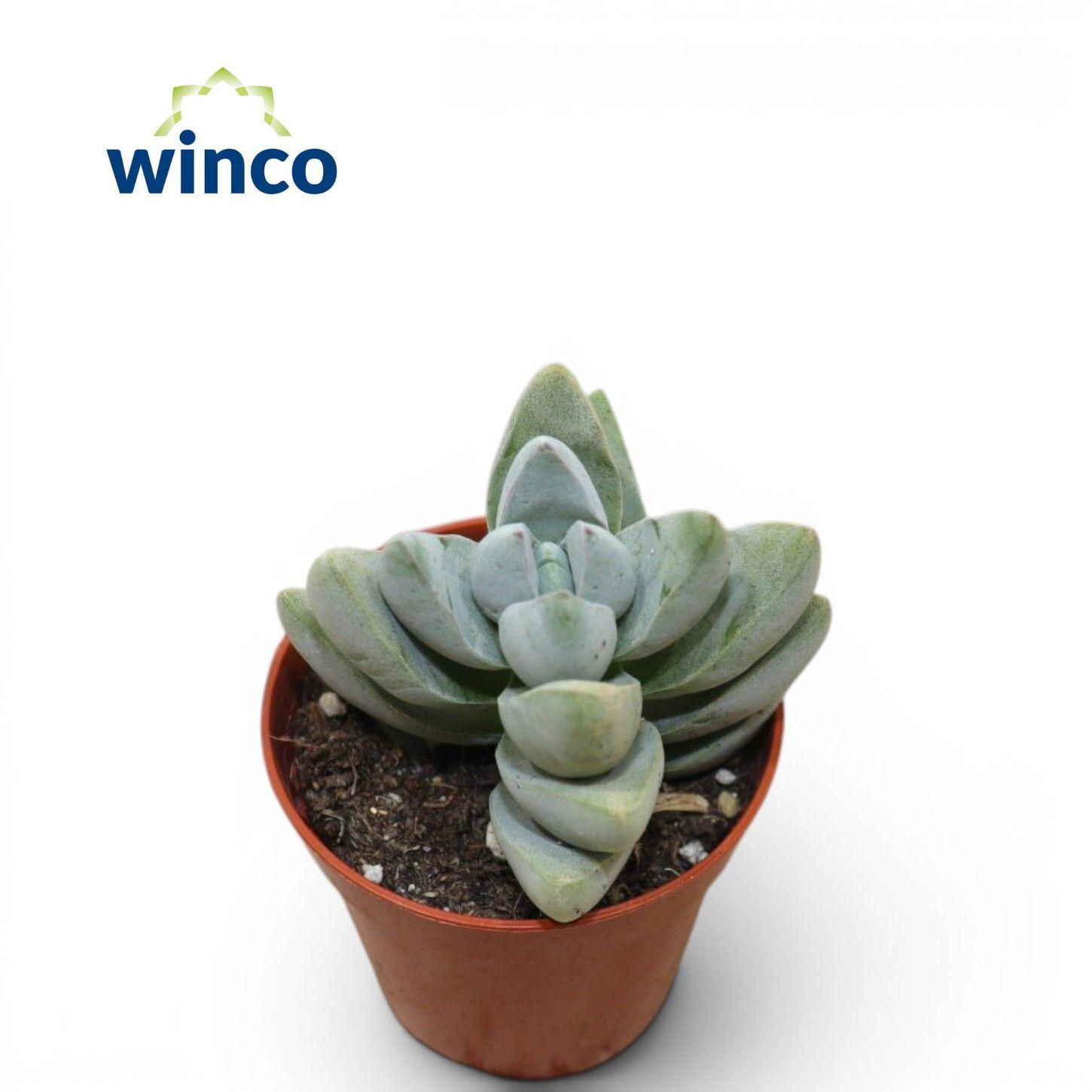 Горшечные цветы и растения оптом Crassula White Ben от 18шт (для телеги) из Голландии с доставкой по России
