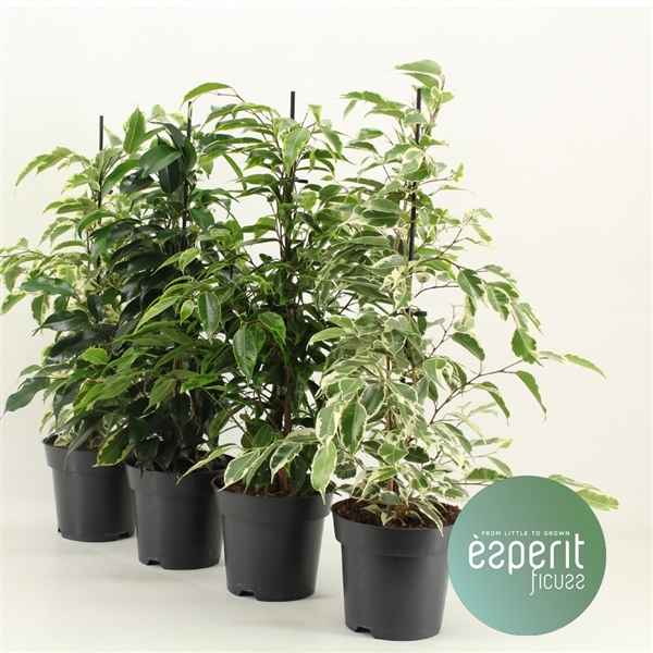 Горшечные цветы и растения оптом Ficus Be Royal Mix 3-4srt от 8шт из Голландии с доставкой по России