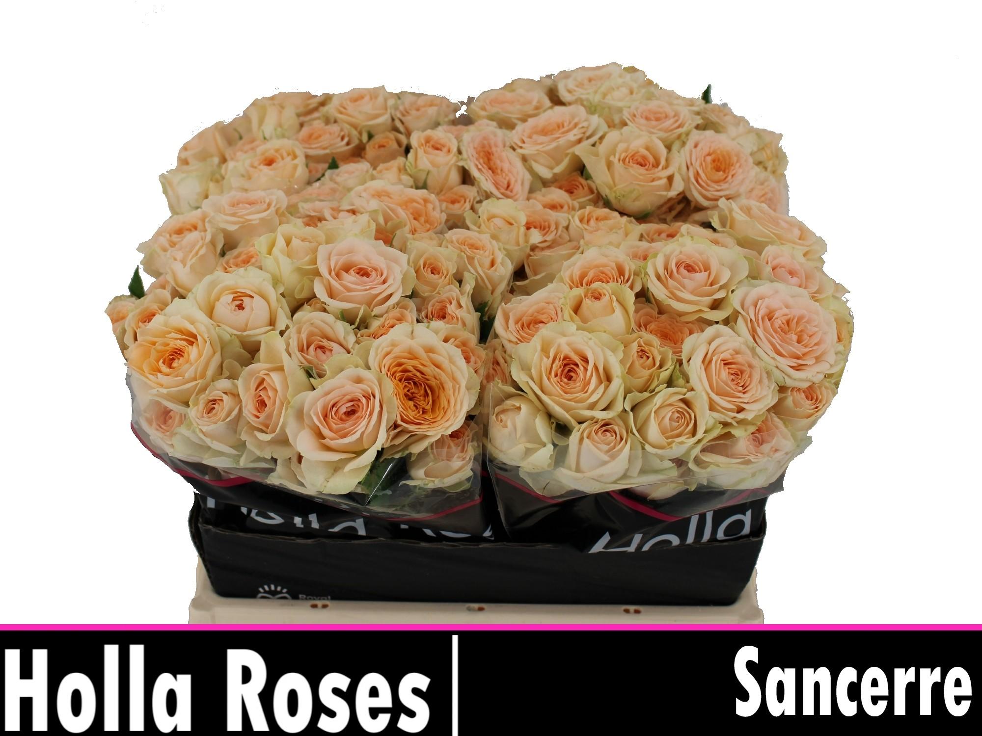 Срезанные цветы оптом Rosa spray sancerre от 40шт из Голландии с доставкой по России